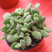 ����ֲ����ͯ��