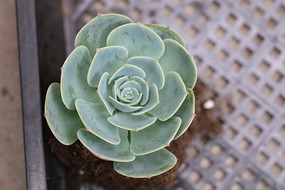 ����ֲ�����