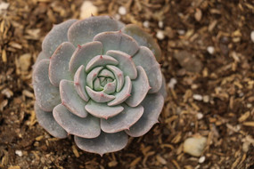 ����ֲ���Ҷ��