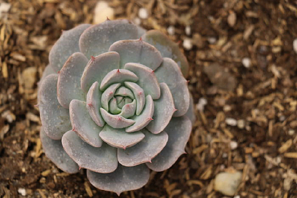 ����ֲ���Ҷ��