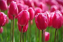 ��֧��ɫ������