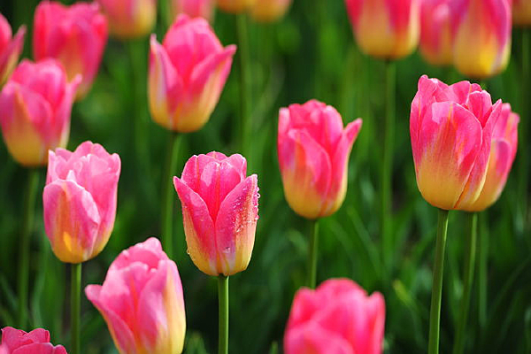 ��ɫ����������