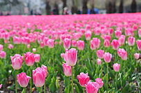 ��ɫ�����㻨չ