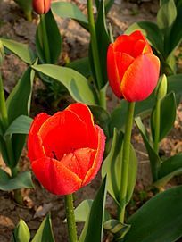 ���ĺ�ɫ���������