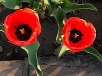 ���������ɫ������