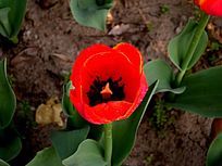 ���Ӻ�ɫ������