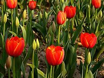 �����ɫ������