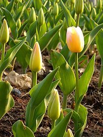 �����ɫ������