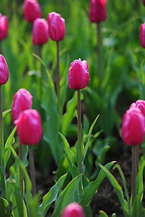 ��¶��õ��ɫ������