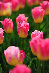 ��¶��ɫ������