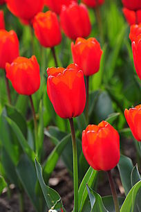 ��ɫ������