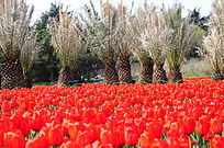 ��ɫ�����㻨չ