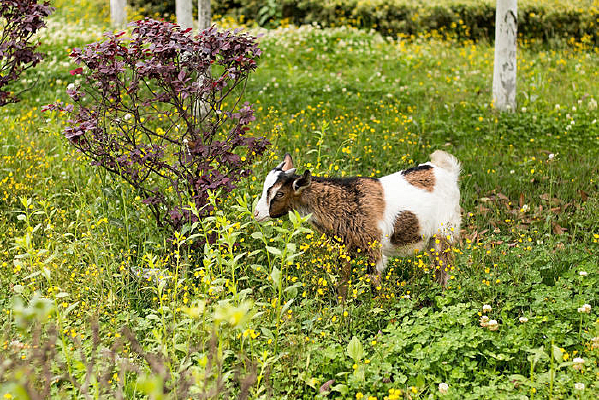 �����е�ɽ��