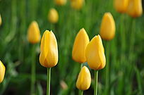 ��ɫ�����㻨�ٺṹͼ