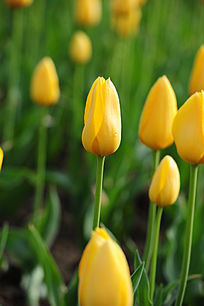 ��ɫ�����㻨������ͼ