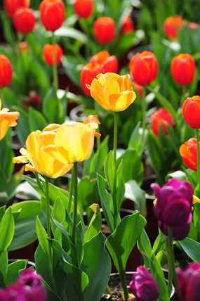 ��ɫ�����㻨չ