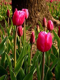 �����ɫ������