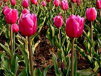 ����õ��ɫ������