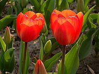 �����ɫ������