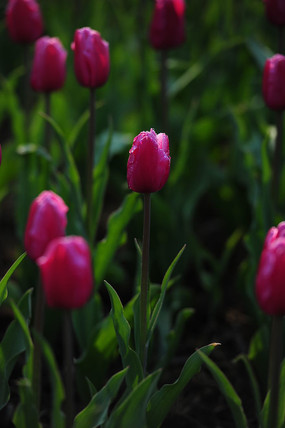 õ��ɫ������