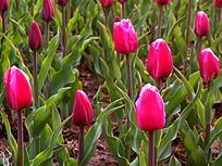 õ��ɫ������ṹͼ