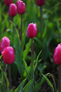 õ��ɫ�����㻨��