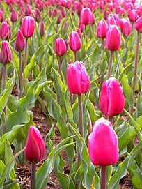 õ��ɫ����������ͼ