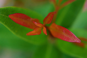 �����ĺ�Ҷ