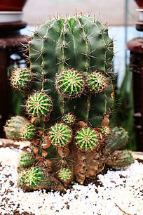 �ͺ�ֲ��������