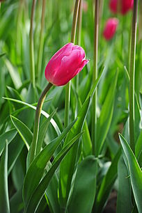 �����ɫ������