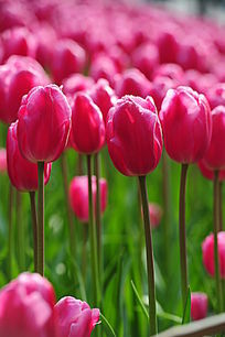 �����ɫ������