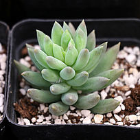 ���Զ���ֲ��ǧ����