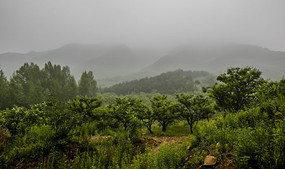 ɽ��Ĺ�����