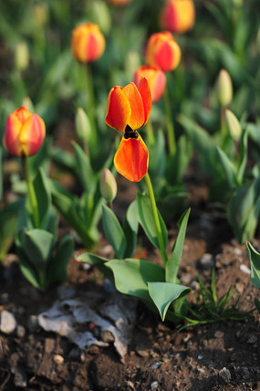 ʢ���ĳ�ɫ������