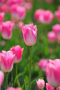 ʢ���ķ�ɫ������