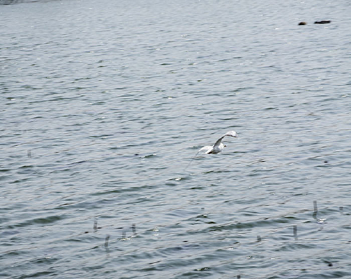 ˮ�����ĺ�Ÿ