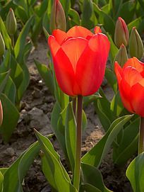 ͸������ɫ������