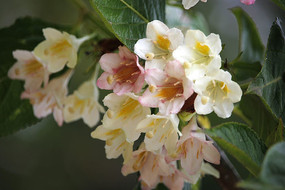 ��ɫ����