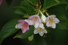 ��ɫ�����