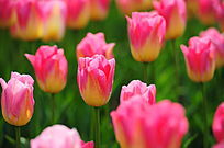 ���ķ�ɫ������