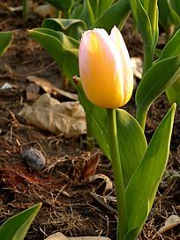 һ������ɫɫ������