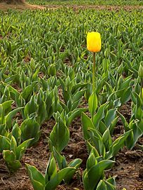 һ������ɫ������