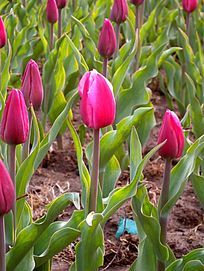 һ�����õ��ɫ������