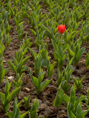 һ���ɫ������