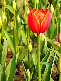 һ���ߺ�ɫ������