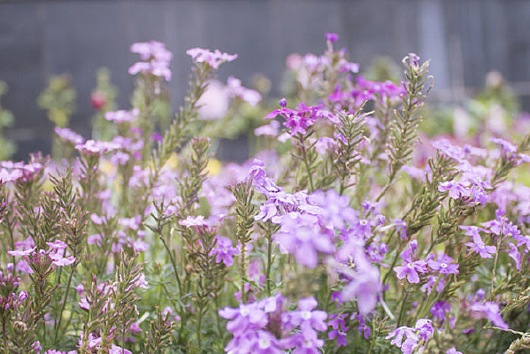 һƬ��ɫ����Ůӣ����