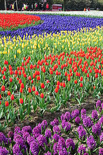 �����㻨չ