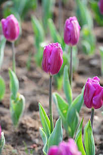 ��ɫ�����㻨��