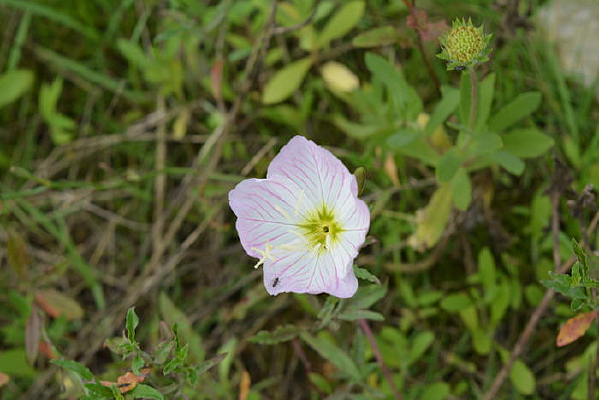 �׵׷۱ߵ�̫����