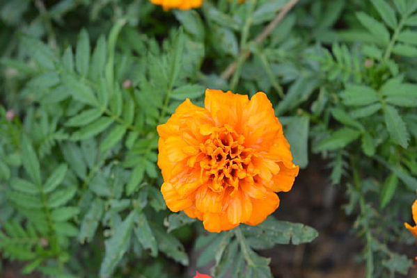 ��ɫ�ĳ���